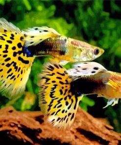 Yellow Guppy Fishes paint by numbers