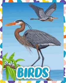 Birds