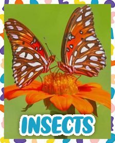 Insects