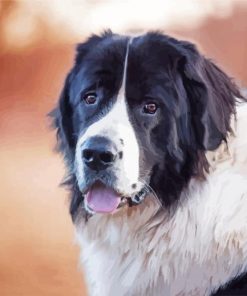 Landseer Dog Paint By Numbers