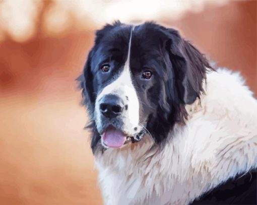 Landseer Dog Paint By Numbers