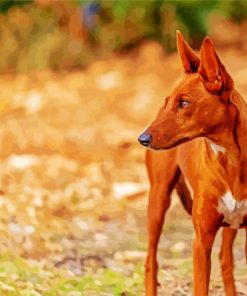 Podenco Dog Animal Paint By Numbers