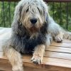 Otterhound Dog Paint By Numbers