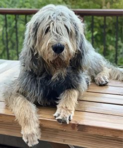 Otterhound Dog Paint By Numbers