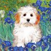 Cute Maltipoo Dog Paint By Numbers