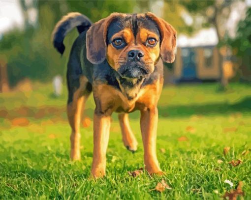 Puggle Dog Paint By Numbers