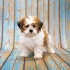 Shih Poo Dog Paint By Numbers