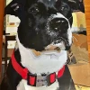 Custom Paint By Numbers Pets Review gal 2