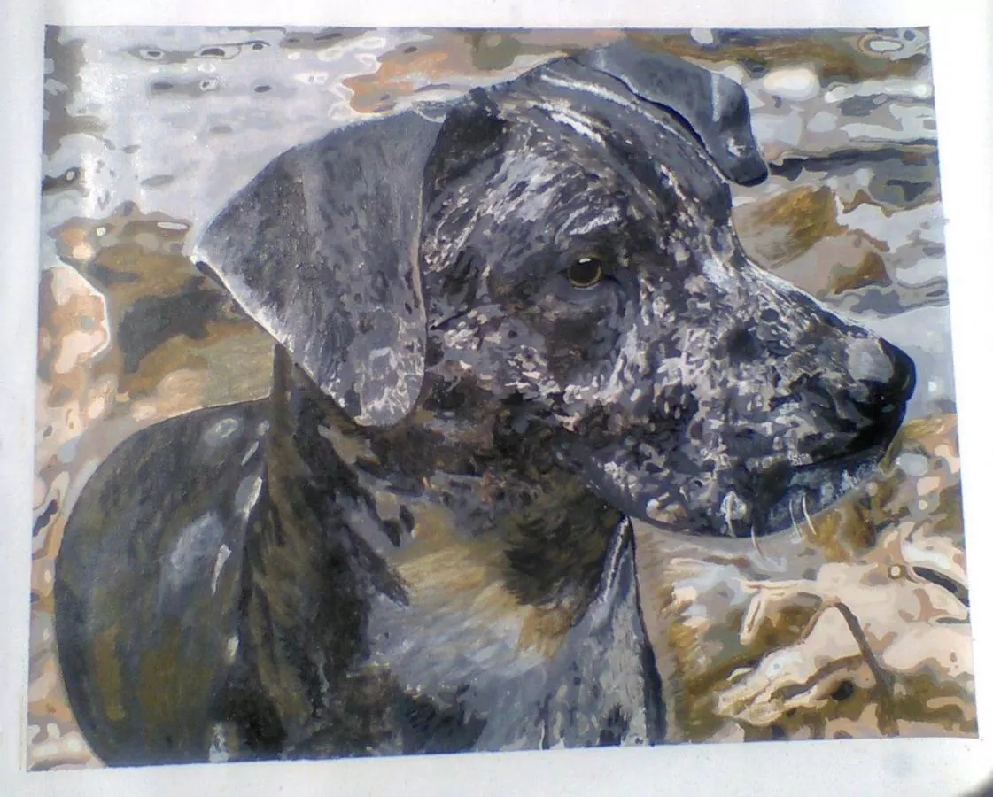Custom Paint By Numbers​ Pets rev 1